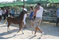 Feria de Ganado - 206 Feria de Ganado - 206