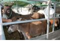 Feria de Ganado - 215 Feria de Ganado - 215