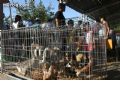 Feria de Ganado - 19 Feria de Ganado - 19