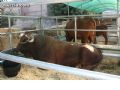 Feria de Ganado - 118 Feria de Ganado - 118