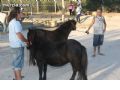 Feria de Ganado - 125 Feria de Ganado - 125
