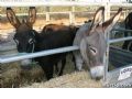 Feria de Ganado - 169 Feria de Ganado - 169