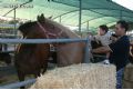 Feria de Ganado - 170 Feria de Ganado - 170