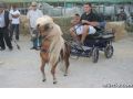 Feria de Ganado - 181 Feria de Ganado - 181