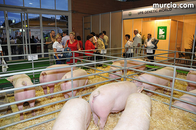 Feria de ganado porcino en Lorca SEPOR 2009 - 18