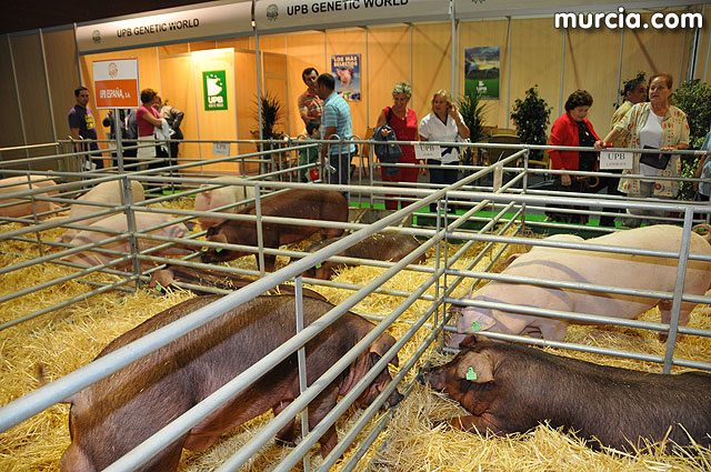 Feria de ganado porcino en Lorca SEPOR 2009 - 19
