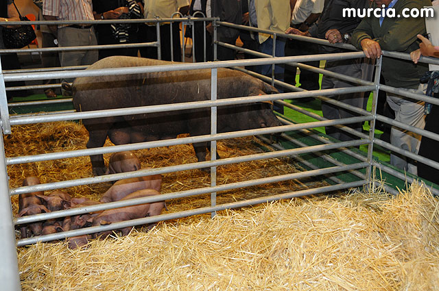 Feria de ganado porcino en Lorca SEPOR 2009 - 26