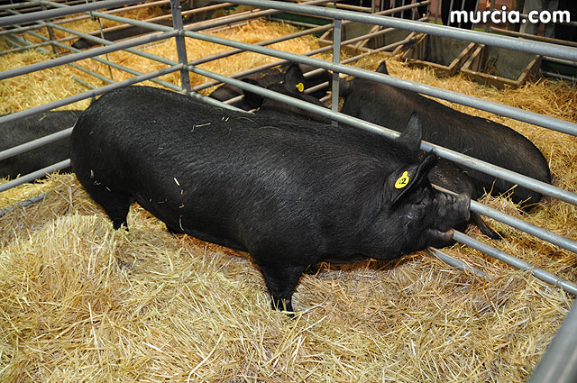 Feria de ganado porcino en Lorca SEPOR 2009 - 27