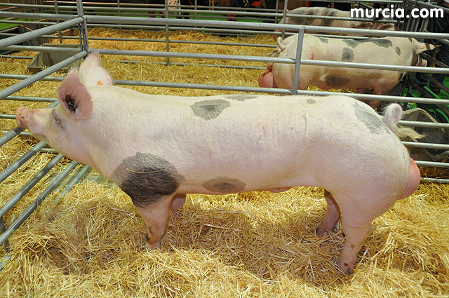 Feria de ganado porcino en Lorca SEPOR 2009 - 29