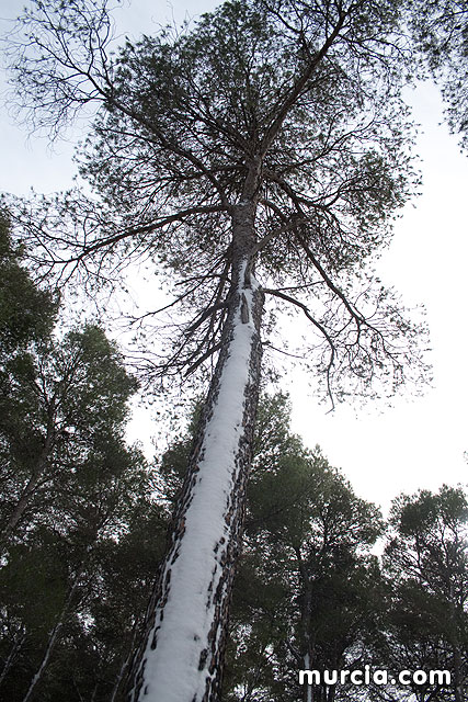 Nieve Sierra Espuña 2009 - 69