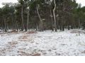 Nieve en Sierra Espuña  - 2