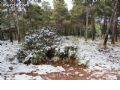 Nieve en Sierra Espuña - 16 Nieve en Sierra Espuña - 16
