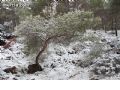 Nieve en Sierra Espuña - 22 Nieve en Sierra Espuña - 22