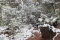 Nieve en Sierra Espuña  - 33