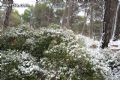 Nieve en Sierra Espuña  - 35