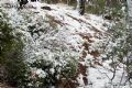 Nieve en Sierra Espuña  - 36
