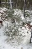 Nieve en Sierra Espuña  - 37