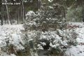 Nieve en Sierra Espuña  - 64