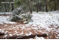Nieve en Sierra Espuña  - 66