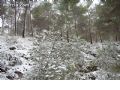 Nieve en Sierra Espuña - 79 Nieve en Sierra Espuña - 79