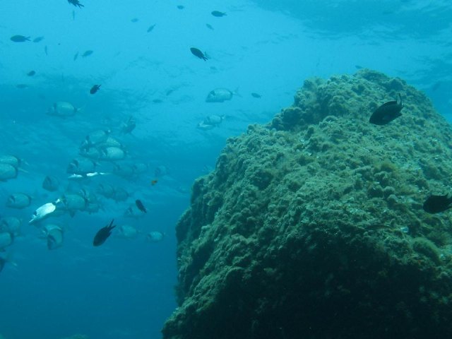 Yacimiento subacutico Bajo de la Campana - 97