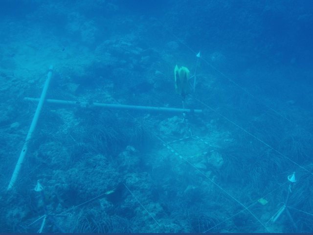 Yacimiento subacutico Bajo de la Campana - 111