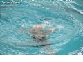 Natación sincronizada - 49 Natación sincronizada - 49