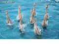 Natación sincronizada - 235 Natación sincronizada - 235