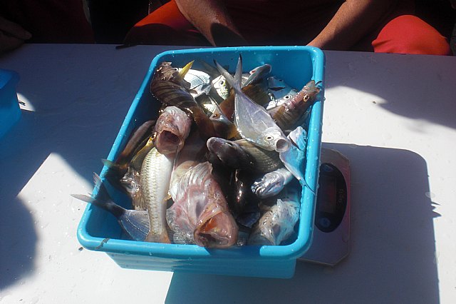 El club de pesca Ciudad de Totana organiz el IV open infantil de pesca - 42