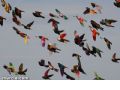 Suelta de palomos - 33 Suelta de palomos - 33