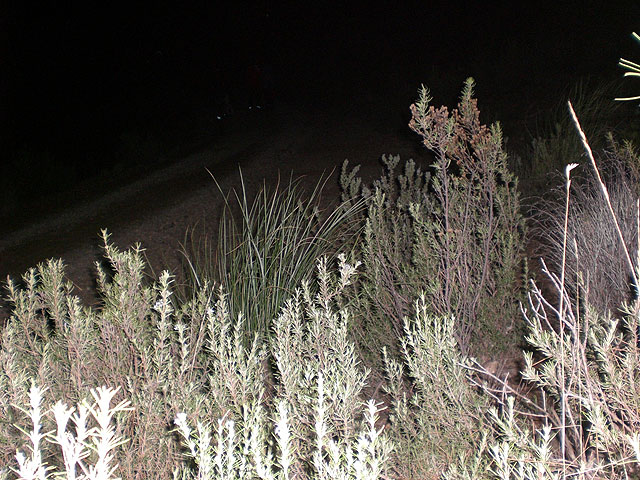 Ruta nocturna por en el parque Regional de Sierra Espua - 8