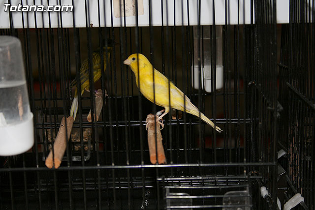 VII exposicin ornitolgica Ciudad de Totana 2009 - 9