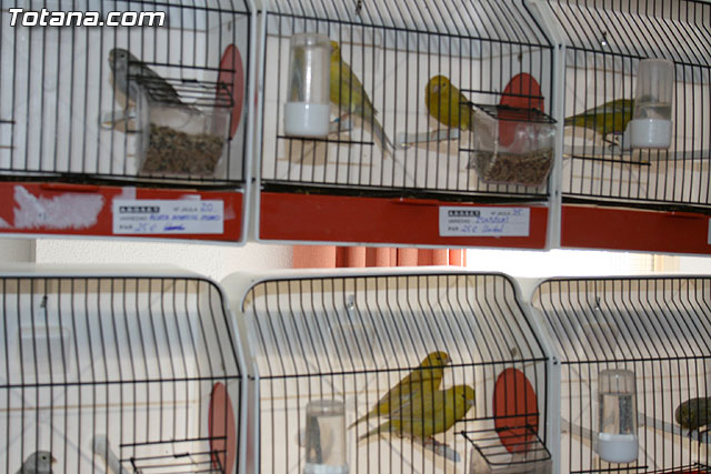 VII exposicin ornitolgica Ciudad de Totana 2009 - 13