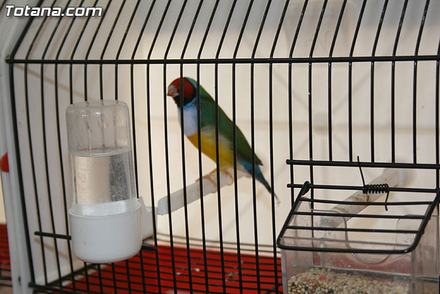 VII exposicin ornitolgica Ciudad de Totana 2009 - 14