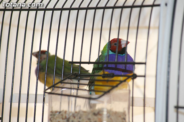 VII exposicin ornitolgica Ciudad de Totana 2009 - 16