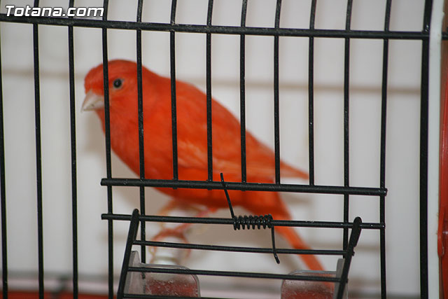VII exposicin ornitolgica Ciudad de Totana 2009 - 28