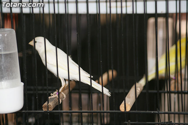 VII exposicin ornitolgica Ciudad de Totana 2009 - 30